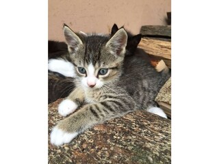 Bauernhof-Katze "Tiger"