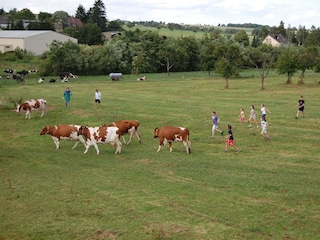 Kühe in den Stall treiben - alle helfen mit.