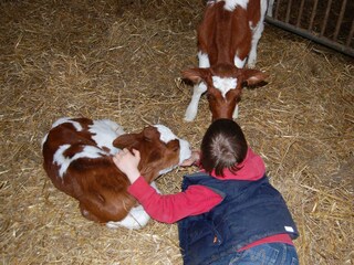 ...mit Kälbchen kuscheln