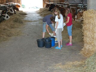 Kälbchenfütterung aktiv