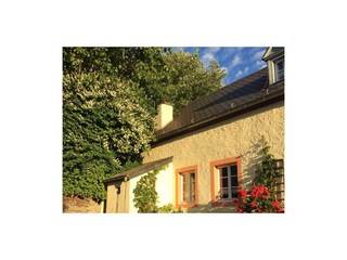 Alte Rosenarten an der Hauswand