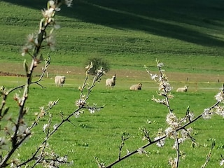 zwischen Loogh und Niederehe