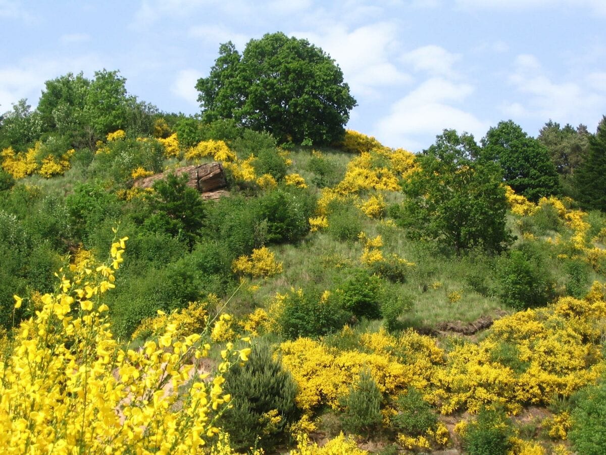 Ginsterblüte