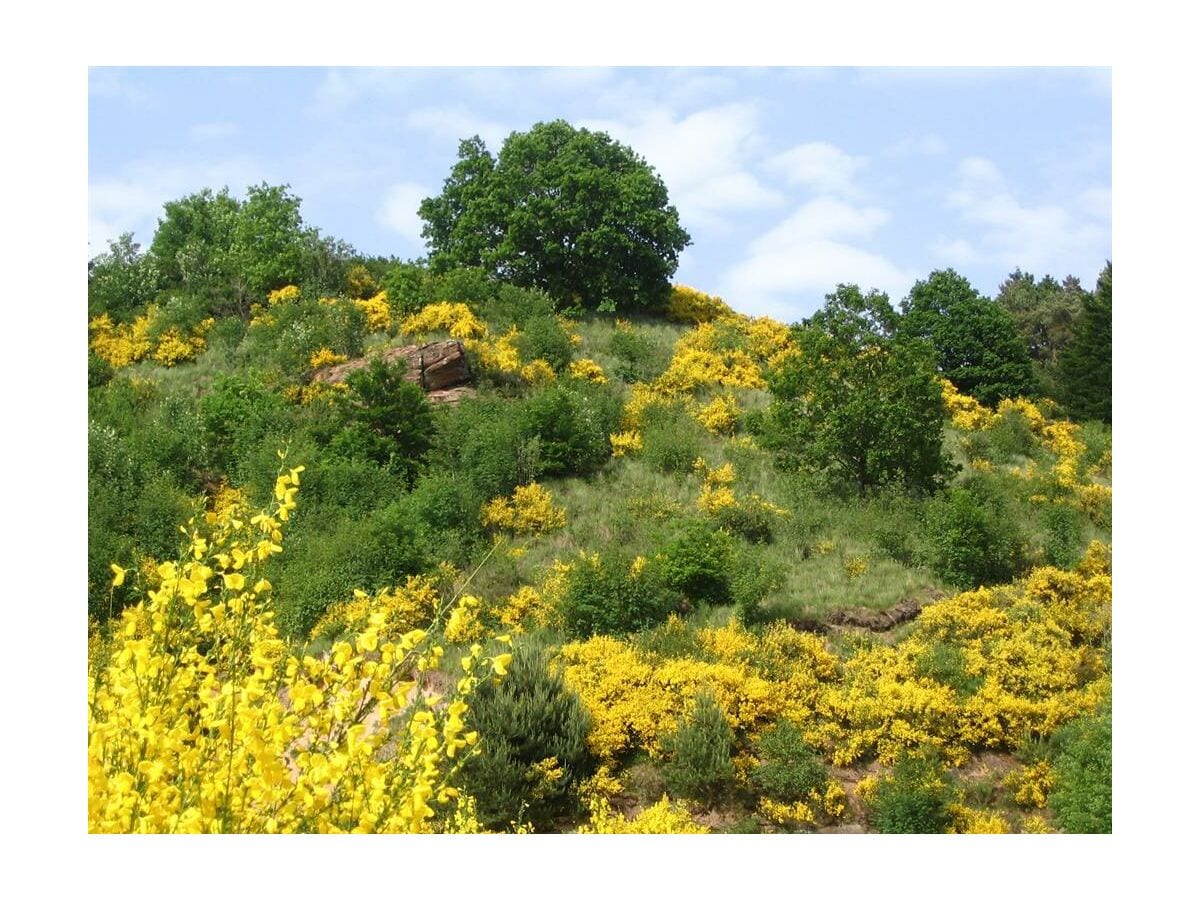 Eifelgold in Lissendorf