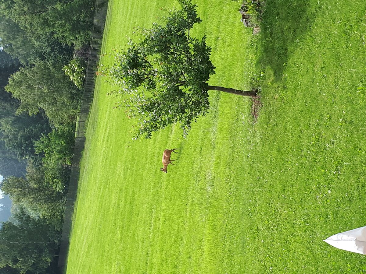 Reh auf der Wiese