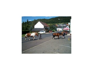 Urlaub Eifel