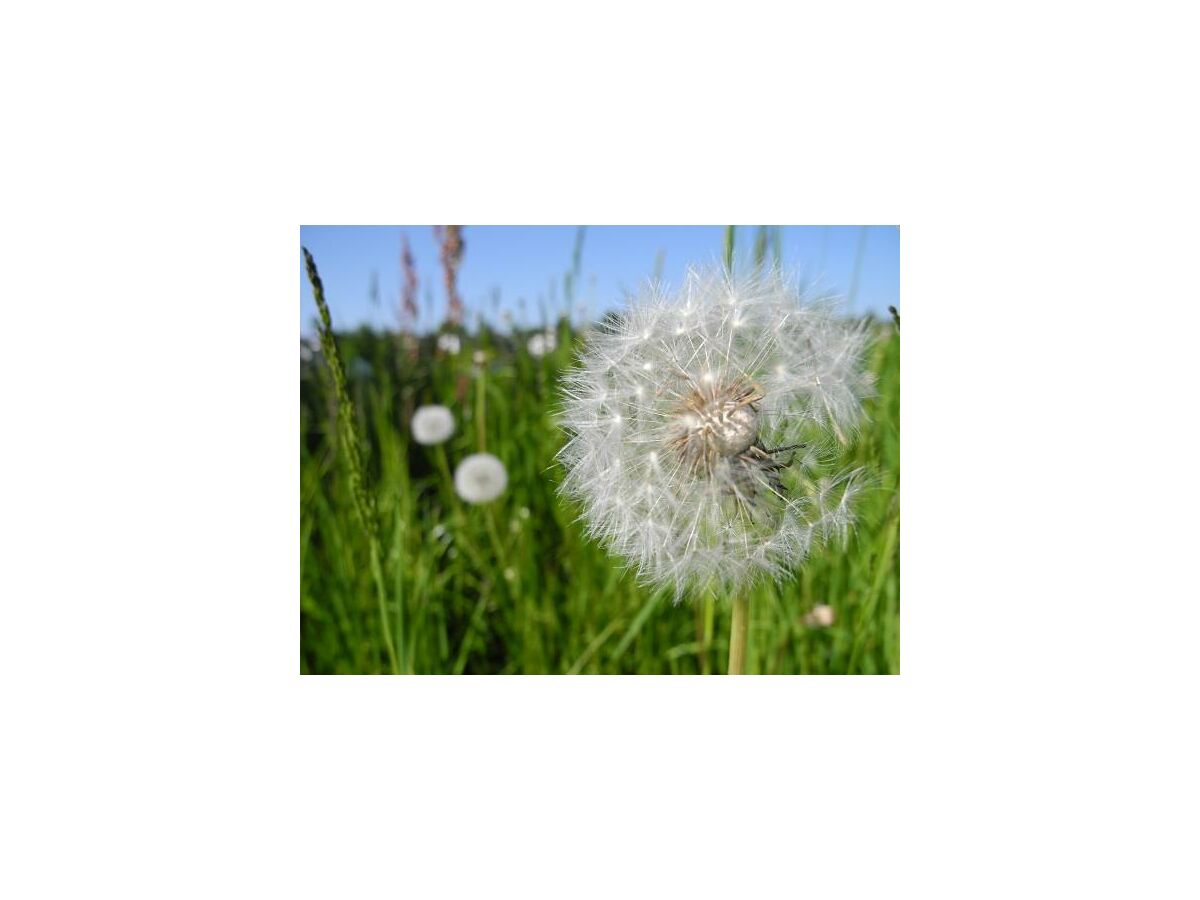 Pusteblume