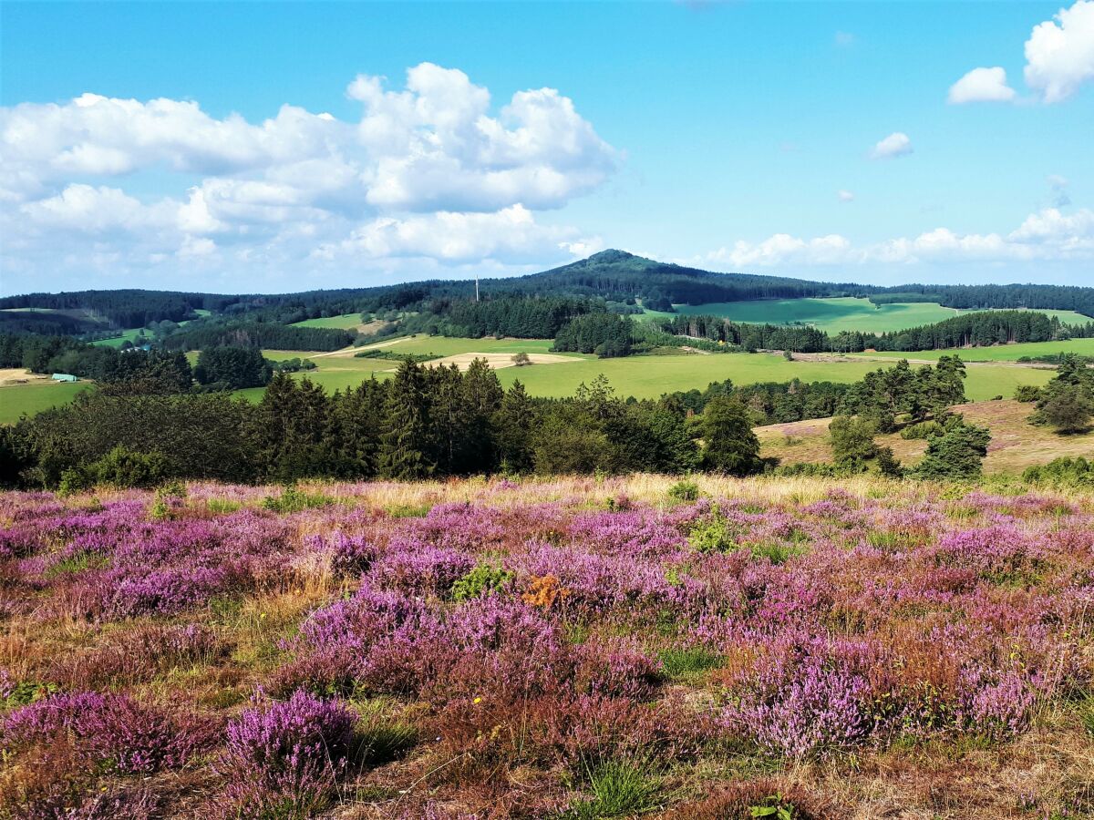 Heidelandschaft in der Eifel