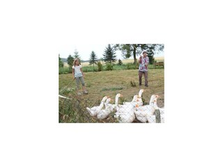 Gänse auf der Wiese