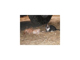 Katzenkinder mal anders