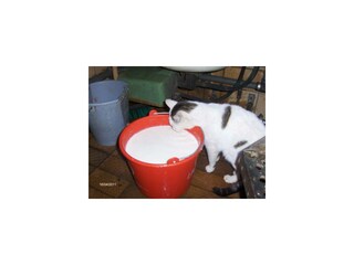 Es bleibt auch immer was für die Katzen übrig