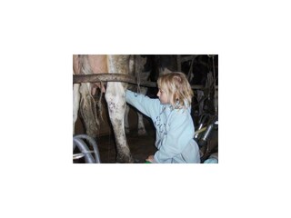 Auch die kleinen Helfer können bereits Kühe melken