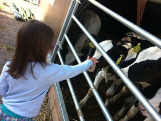 Kälbchen streicheln