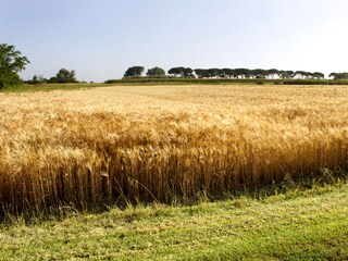 Vakantieappartement Grosseto Buitenaudio-opname 11