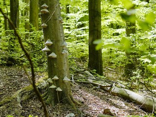 Naturwaldzelle_ M. Weisgerber