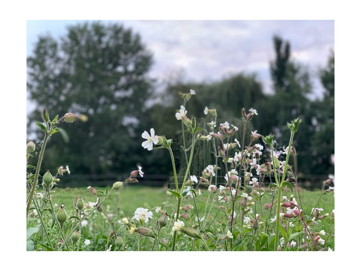 Blick von der Terasse FeWo Forelle