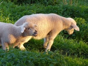 Apartamento 4-Bett-Ferienwohnung Dusche/WC mit Sauna