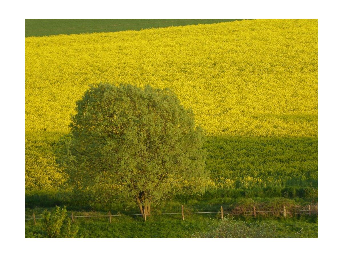 Ihre Aussicht vom Frühstückstisch im Frühjahr