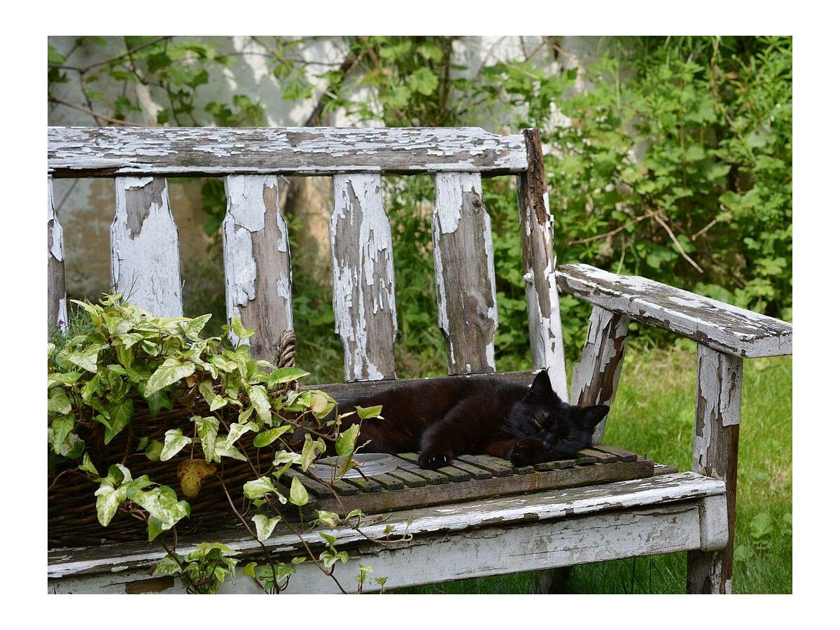 Katze im Garten