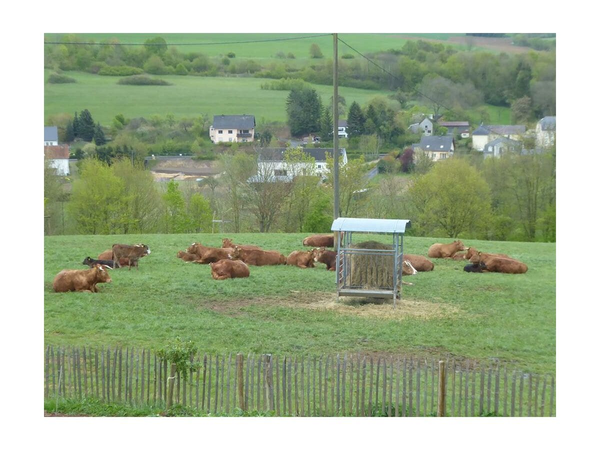 Kühe im Frühling - Erster Weidegang