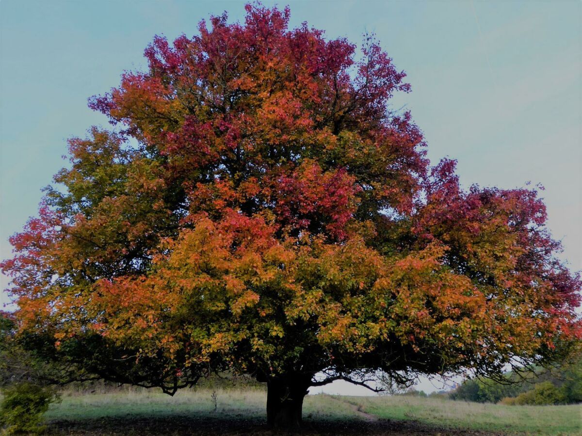 Herbst in der Eifel