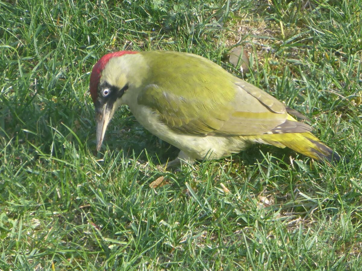 Tierbesuch im Garten