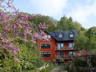 Haus Ilex im Frühling