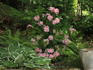 Kalmien Garten Larix