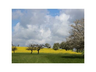 Hochmark im Frühling 2016