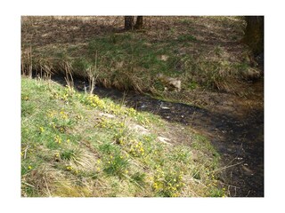 wilde Narzissen am Perlbach