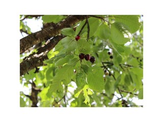 Obstwiese