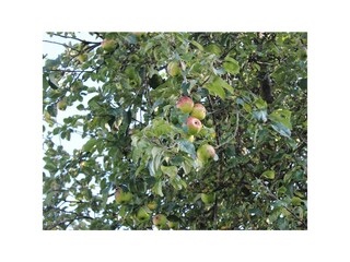 Obstwiese