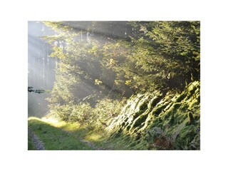 Morgentau im Wald