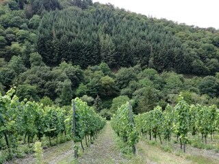 Appartement Traben-Trarbach Buitenaudio-opname 5