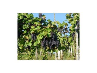 Trauben vor der Lese