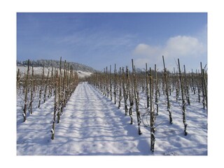 Winter in den Weinbergen