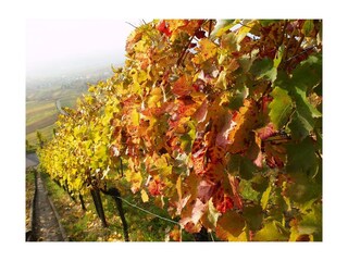 Weinreben
