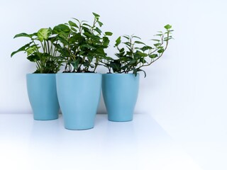 Appartamento per vacanze Domburg Caratteristiche 14