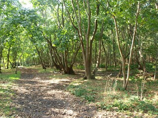 Appartamento per vacanze Domburg Ambiente 19