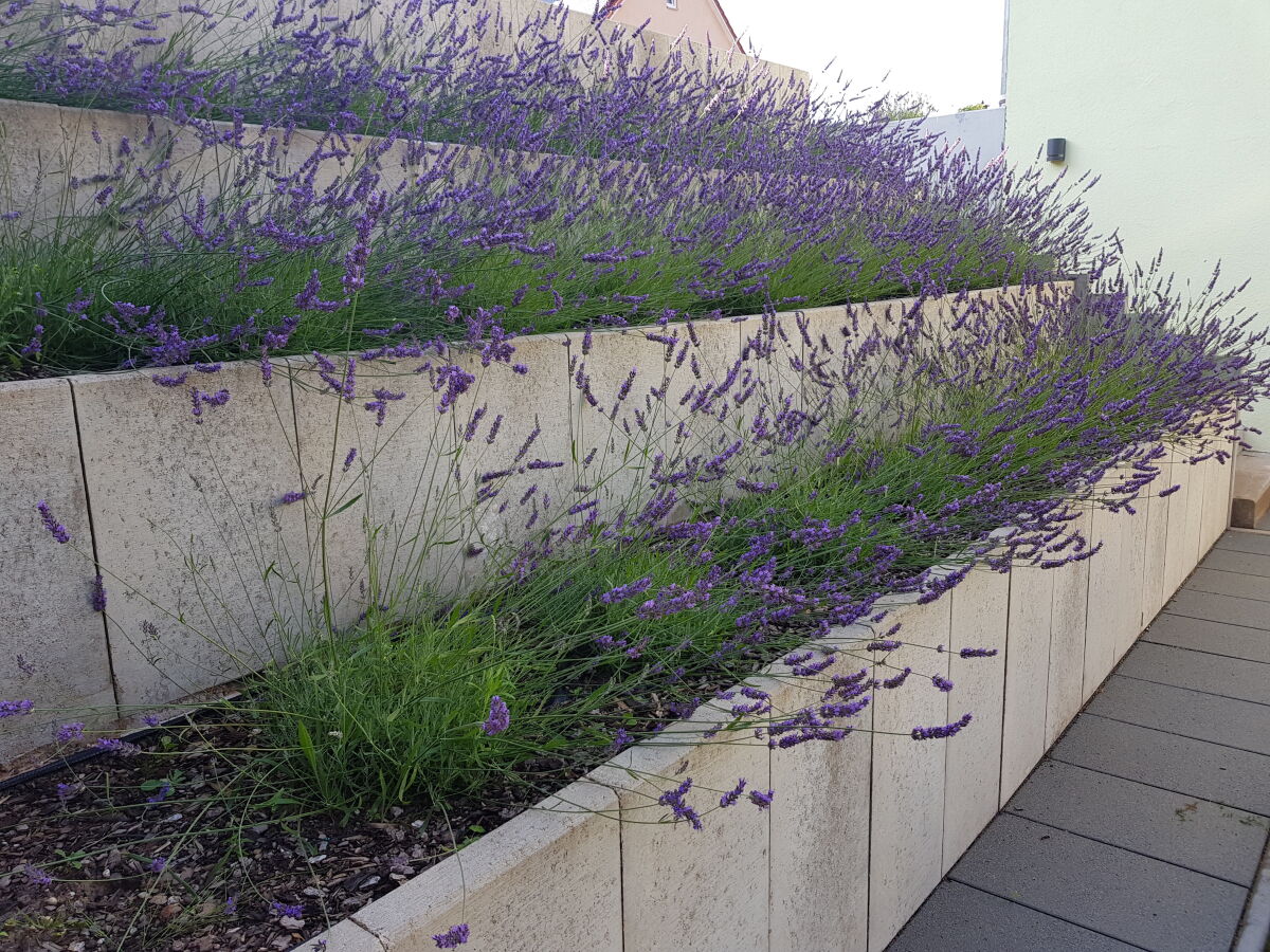 Garten - Lavendel (Duftlavendel)