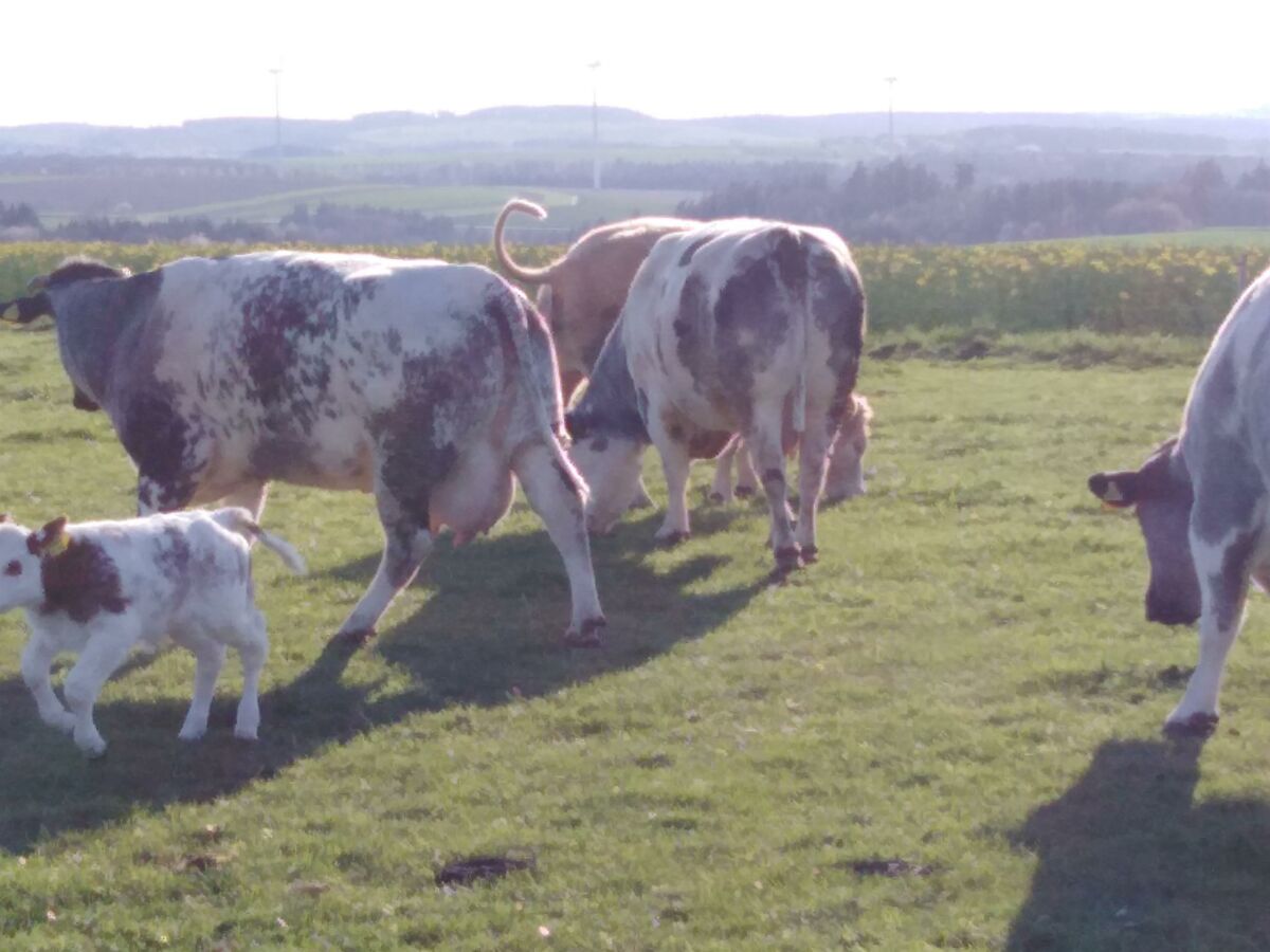 Tiere auf der Weide