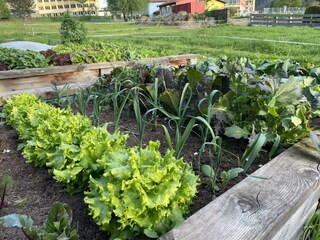 Garten Salat