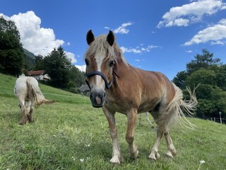 Haflinger Ares