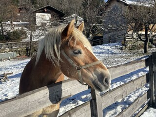 Ares im Winter