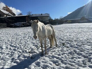 Jaro im Schnee