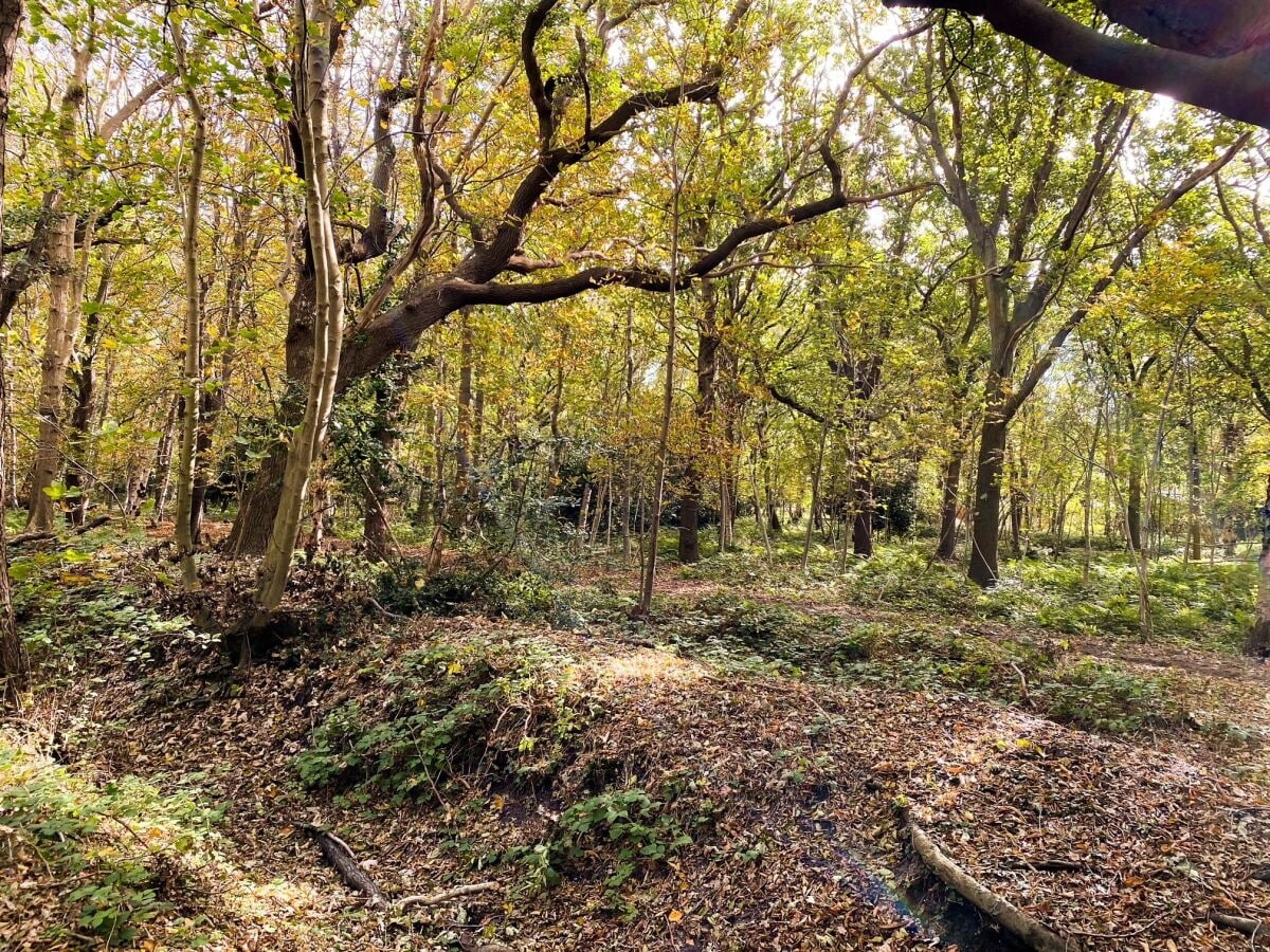 Oostkapelle Wald