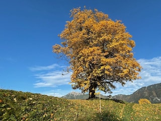 Herbstfärbung
