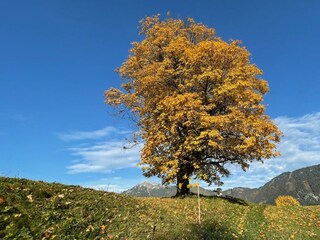 Herbstfärbung