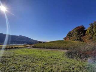 Wanderwege Wald und Weinberge