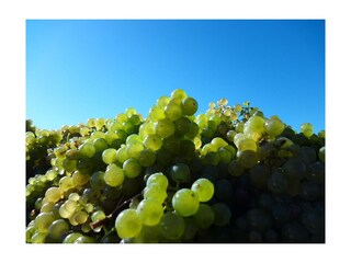 Weingut-Ferienwohnung Jungblut (7)